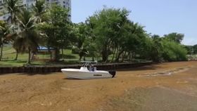 VIDEO Algele de sargassum amenință coasta Puerto Rico. O criză ecologică și turistică fără precedent